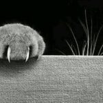 Griffe de chat menaçant un tissu fragile...