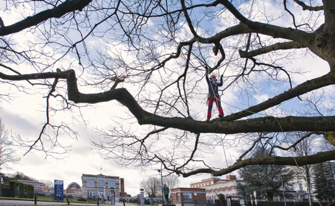 Guillaume Briel dans un arbre face à l'Observatoire