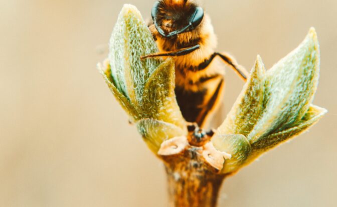 Une abeille si utile et précieuse