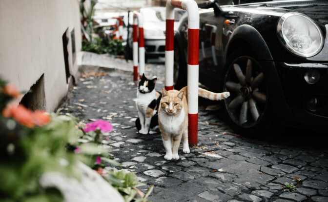 Chats en rue